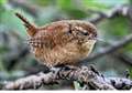 The wren has a knack of keeping out of sight