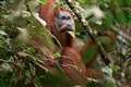 World’s most threatened ape species ‘in more trouble than previously thought’