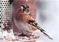 Spoiled for choice in bird feeders and mixes