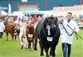 Excitement builds over return of the Black Isle Show 