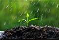 Nine ways to protect your plants in wet weather