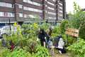 Coronation gardens scheme aims to inspire millions to grow fruit and vegetables