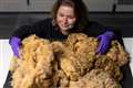 Dolly the sheep’s fleece donated for display at national museum