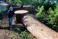 PICTURES: Tree felling work now complete
