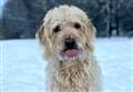 PETS FACTOR: Highland pets are loving the snow