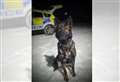 Hero police dog Fergie praised for her help finding missing woman in Inverness