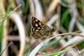 Help needed to survey the colourful and unusual chequered skipper