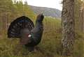 New measures outlined to save capercaillie