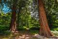 Analysis to ‘weigh’ giant sequoias shows they are well adapted to growing in UK