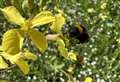 Blooming roundabouts set to attract bees and butterflies in Inverness