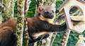 Interesting movements in life of the pine marten
