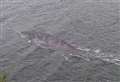 Is this a new photograph of Nessie?