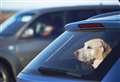 ALISON LAURIE-CHALMERS: Do not leave dogs in cars 