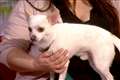 Owner of chihuahua that met Paul O’Grady thanks him for being dog’s ‘friend’