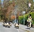 Bo Peep alert as sheep hoof it towards Inverness city centre