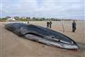 Whale removed from beach in biggest operation of its kind
