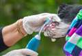 ALISON-LAURIE CHALMERS: Importance of oral hygiene in dogs to keep away dental disease