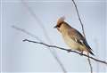 Time to ‘chirp’ in and help annual bird spot