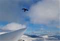 WATCH: Glider pilot encounters golden eagle at high altitude over snow covered Cairngorms