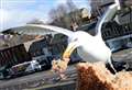Funding bid for Inverness gull control