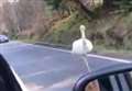 WATCH: Runaway emu captured on film as it sprints along busy Highland road