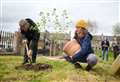 The 800-year-old Beauly Elm can ‘live’ again through a sapling recovered from site of iconic tree
