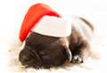 Vetspeak: Think well before gifting a pet for Christmas