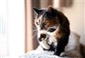 Inverness cat celebrates her 23rd birthday
