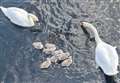Inverness swan chicks killed in dog attack