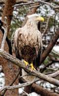 Sea eagles defy the odds to thrive on Isle of Rum