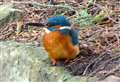 Rare kingfisher spotted in city park