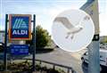 Aggressive gulls terrorise shoppers and steal from trolleys at Inverness supermarket