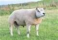 Disappearance of pedigree sheep worth £2500 being investigated by police