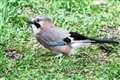 Report stays on flight path of bird welfare