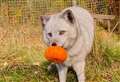PICTURES: Halloween hits Highland Wildlife Park as animals enjoy pumpkin treats