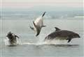 Dolphin worrying incidents spark 'stay back' plea to wildlife fans