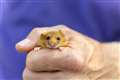 Dozens of hazel dormice released to create ‘northern stronghold’ for the species