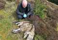 Police confirm sea eagle found in Cairngorms was poisoned