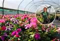 60,000 beautiful blooms and 1000 hanging baskets bring colour to Highland communities 