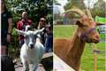 Goats from ZSL conservation zoos to race each other in charity challenge