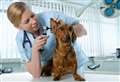 Alison Laurie-Chalmers: Could a career in veterinary nursing be right for you?
