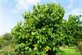 Mulberry bush that inspired nursery rhyme has new lease of life