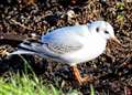 Gulls are becoming a rarer sight in the Highlands