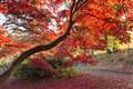 Sunny summer spells potential for ‘spectacular’ autumn colour – National Trust
