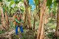 Banana farmers face existential risk from costs and climate change, forum hears