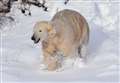 WATCH: Treats for polar bears at Highland Wildlife Park