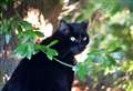 Beloved cat Shadow remembered in new Halloween trail at Inverness Botanic Gardens