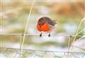 Rescue robins – tips on saving our favourite festive bird this Christmas 