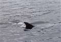 WATCH: Cheeky Charlie offers 'escort' to dolphin tour near Kessock Bridge