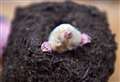 ‘Cursed’ albino mole is caught